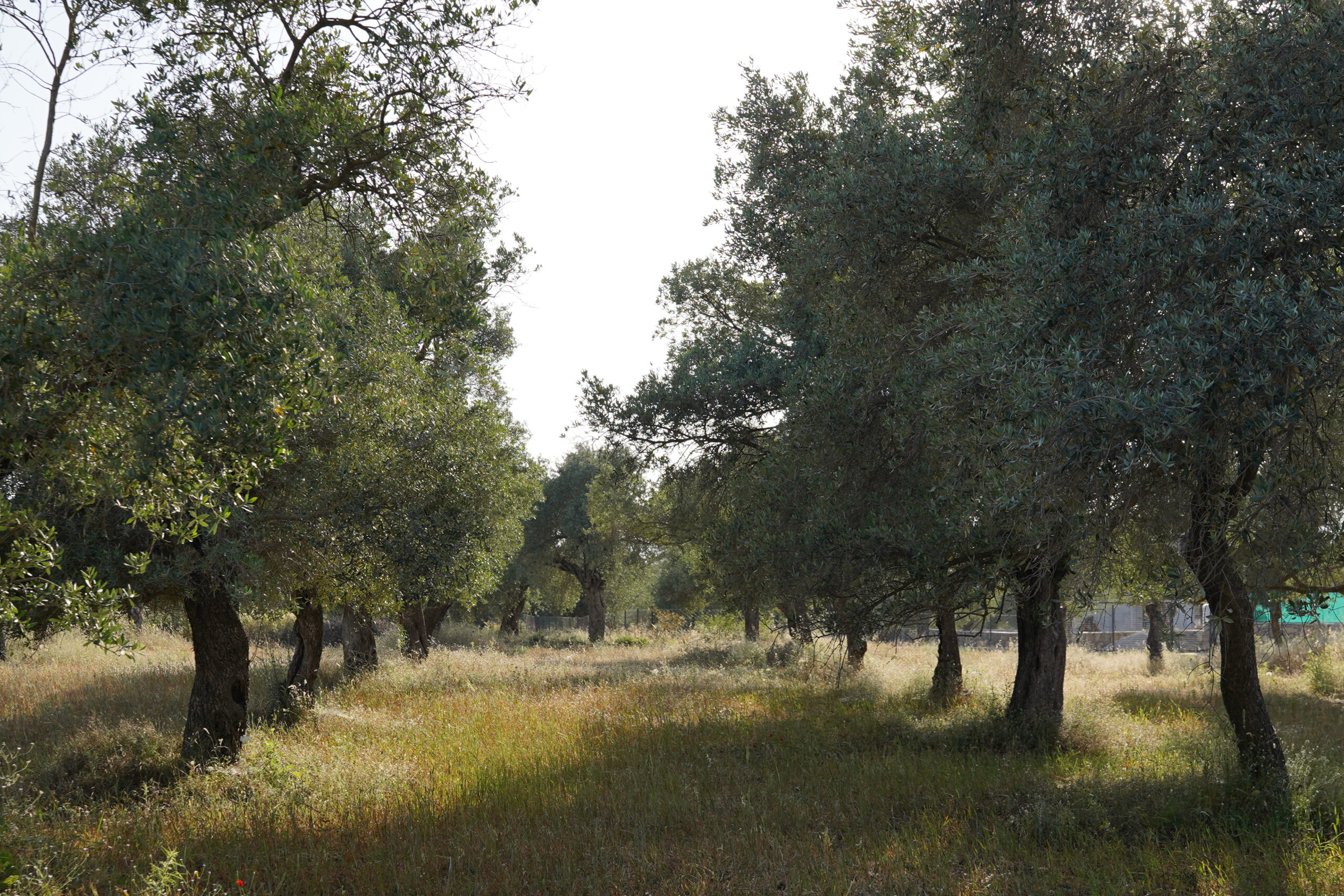 Zeytin Yasası tartışmaları sırasında önem kazanan Barbaros Farm’daki asırlık zeytinlikler.